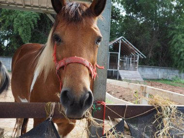 Kahverengi atlar çiftlikte