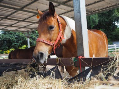 Kahverengi atlar çiftlikte