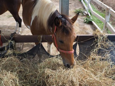 Kahverengi atlar çiftlikte