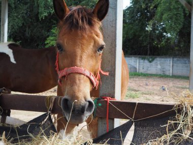 Kahverengi atlar çiftlikte