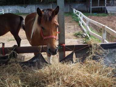 Kahverengi atlar çiftlikte