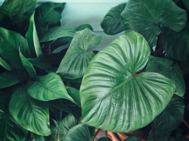 Yeşil tropikal yaprakların güzelliği bitki arka planı veya dokusu