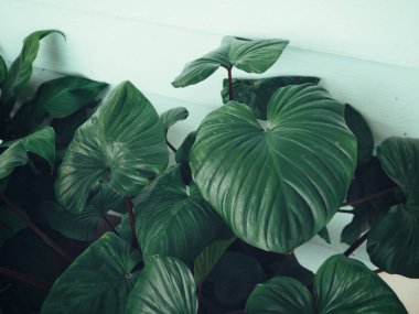 Yeşil tropikal yaprakların güzelliği bitki arka planı veya dokusu