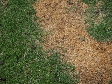 Kurumuş ve yeşil çimen bitki örtüsü arka plan veya doku