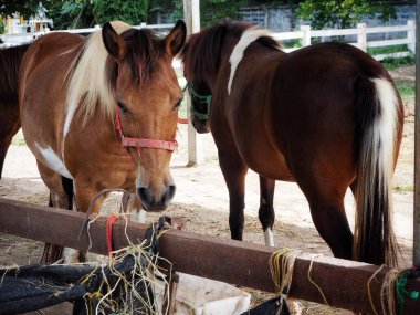 Kahverengi atlar çiftlikte