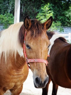 Kahverengi atlar çiftlikte