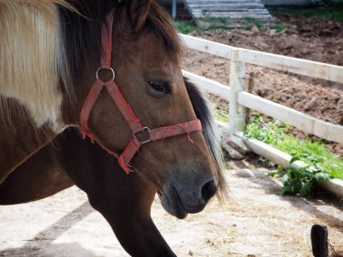 Kahverengi atlar çiftlikte