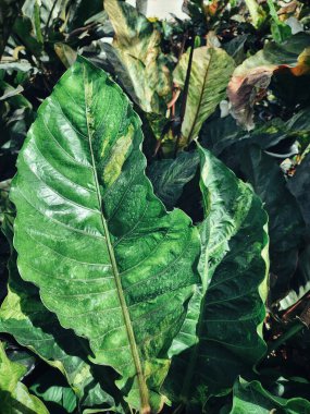 Yeşil tropikal yaprakların güzelliği bitki arka planı veya dokusu