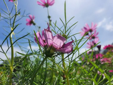 Pembe kozmos çiçekler, yapraklar ve gökyüzü
