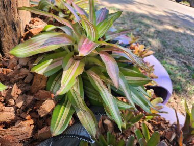 Kırmızı tropikal yaprakların güzelliği bitki arka planı veya dokusu