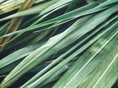 Arka plan veya doku yeşil vetiver bırakır