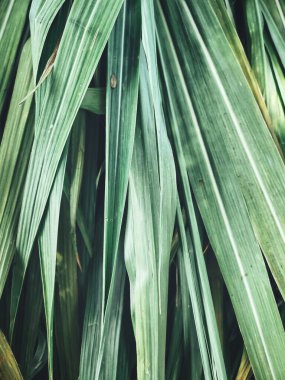 Arka plan veya doku yeşil vetiver bırakır