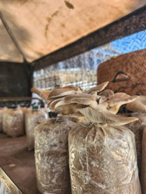 Mantar çiftliğini kapatın.