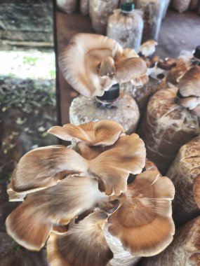 Mantar çiftliğini kapatın.