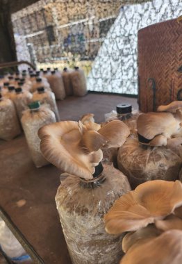 Mantar çiftliğini kapatın.