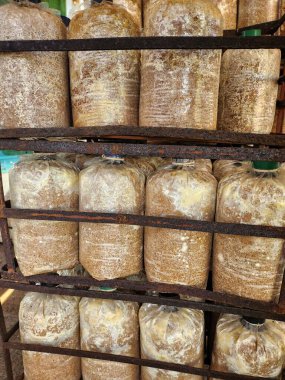 Mantar çiftliğini kapatın.