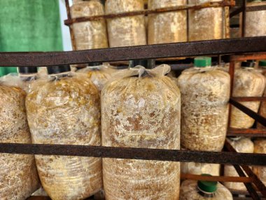 Mantar çiftliğini kapatın.