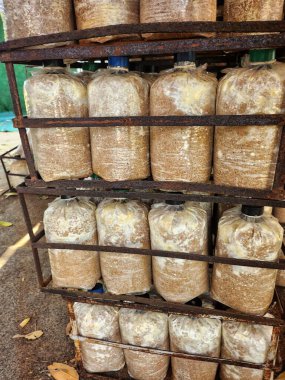 Mantar çiftliğini kapatın.