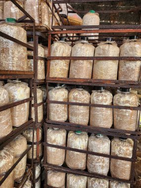 Mantar çiftliğini kapatın.