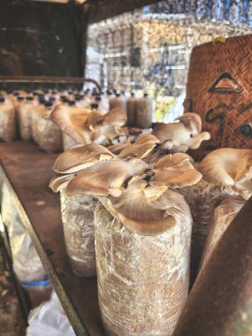 Mantar çiftliğini kapatın.