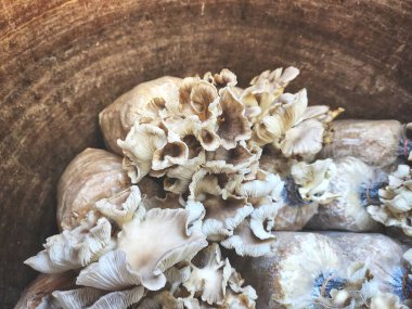 Mantar çiftliğini kapatın.