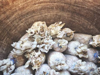 Mantar çiftliğini kapatın.