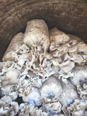 Mantar çiftliğini kapatın.