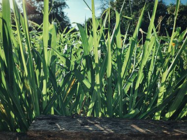 Arka plan veya doku yeşil vetiver bırakır