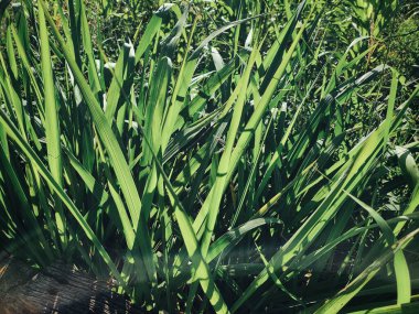 Arka plan veya doku yeşil vetiver bırakır