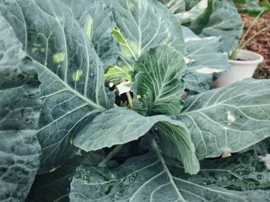 Bahçede Çin lahanası