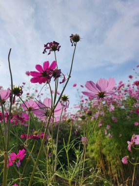 Pembe kozmos çiçekleri ve yaprakları bağbozumu tarzında