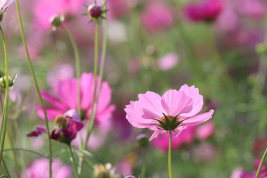Pembe kozmos çiçekleri ve yaprakları bahçede