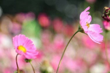 Pembe kozmos çiçekleri ve yaprakları bahçede