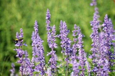 Mor lavanta çiçeği ve bahçede yapraklar