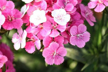 pembe karanfil yakın çekim