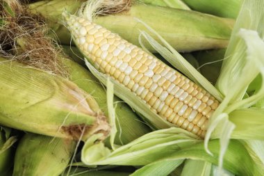 Taze mısır yakın çekim