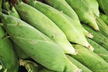 Taze mısır yakın çekim