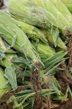 Taze mısır yakın çekim