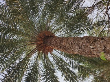 Tropikal ağaçların ve gökyüzünün güzelliği