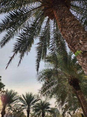 Tropikal ağaçların ve gökyüzünün güzelliği