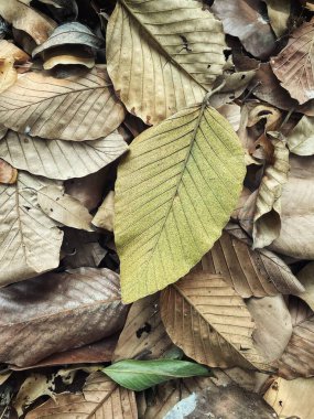 Kahverengi kurumuş yaprakların güzelliği arka plan ya da doku