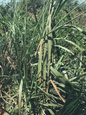 Arka plan veya doku yeşil vetiver bırakır