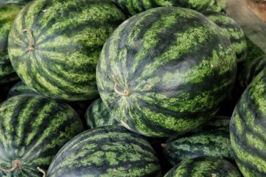 Taze karpuz yaz tropikal meyvesi