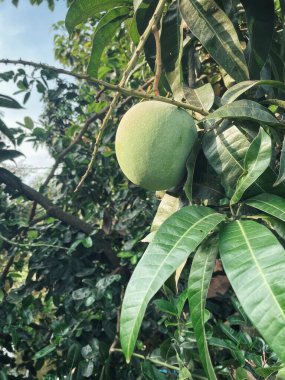 Ağaçta mango ve yeşil yapraklar