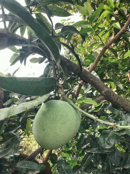 Ağaçta mango ve yeşil yapraklar