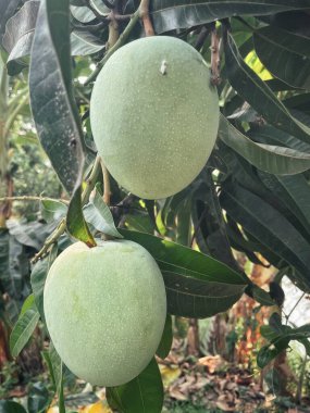 Ağaçta mango ve yeşil yapraklar