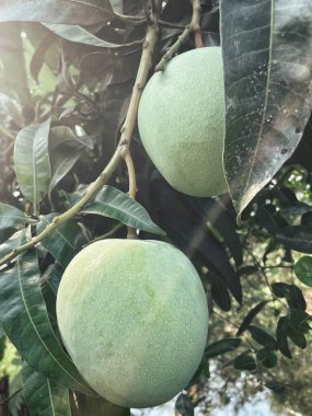 Ağaçta mango ve yeşil yapraklar