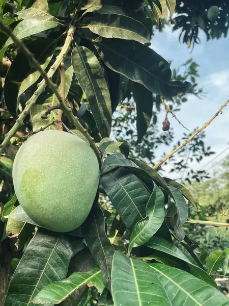 Ağaçta mango ve yeşil yapraklar