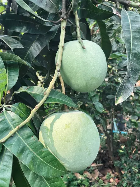Ağaçta mango ve yeşil yapraklar
