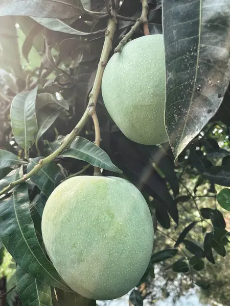 Ağaçta mango ve yeşil yapraklar